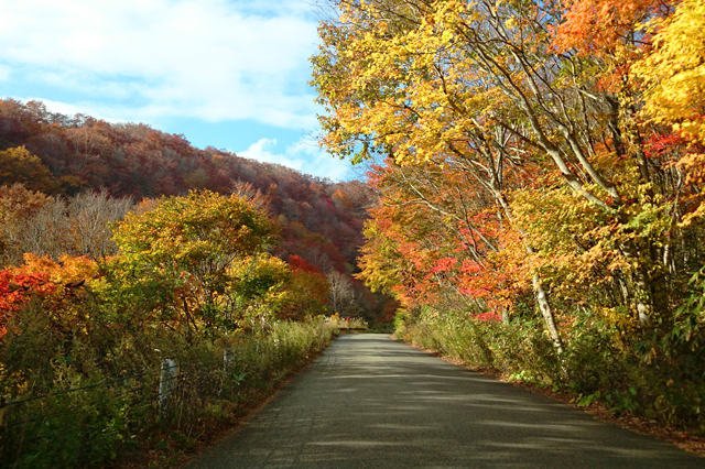 磐梯吾妻スカイラインの紅葉