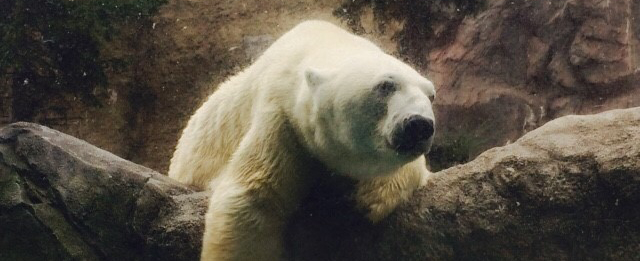 旭山動物園のホッキョクグマ