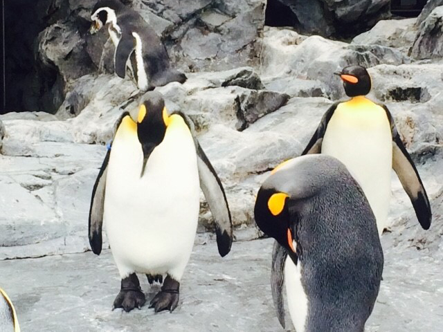 旭山動物園のペンギン